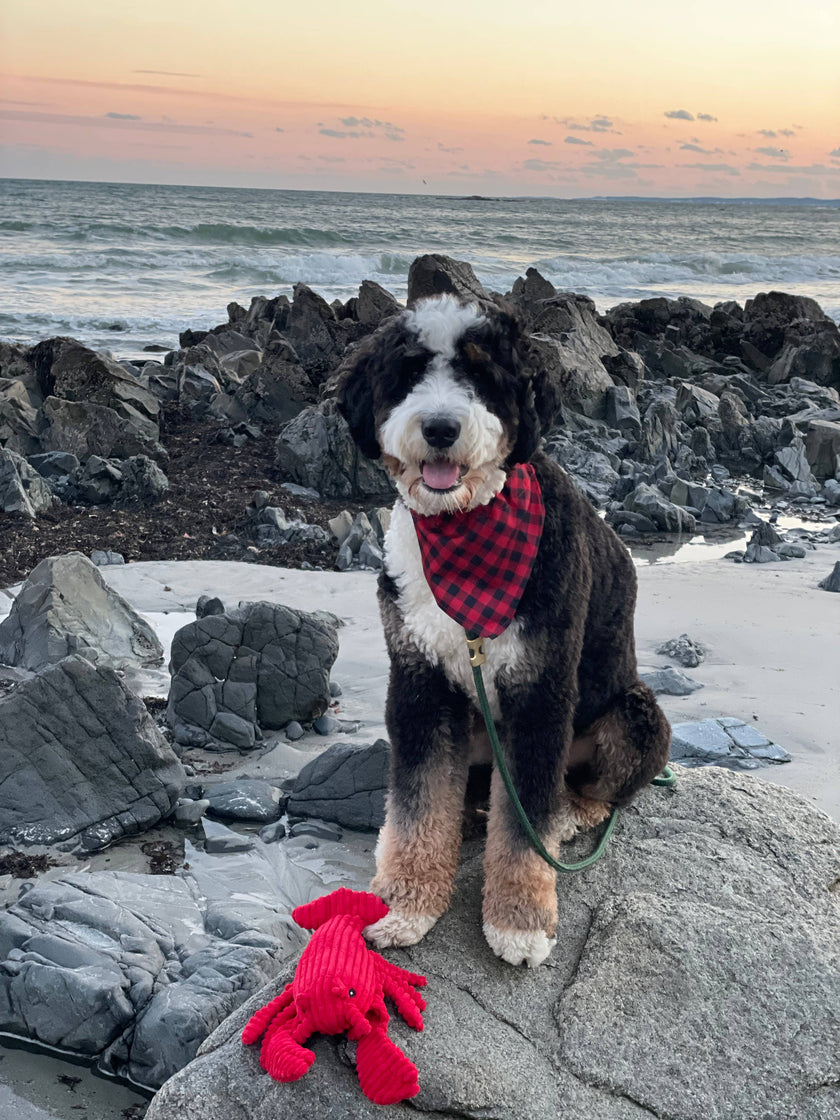 Dog Toy Red Lobster Crunch Plush Toy