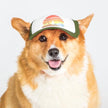 Trucker Hat for Dogs/Cats: Island Sunset Black/ L