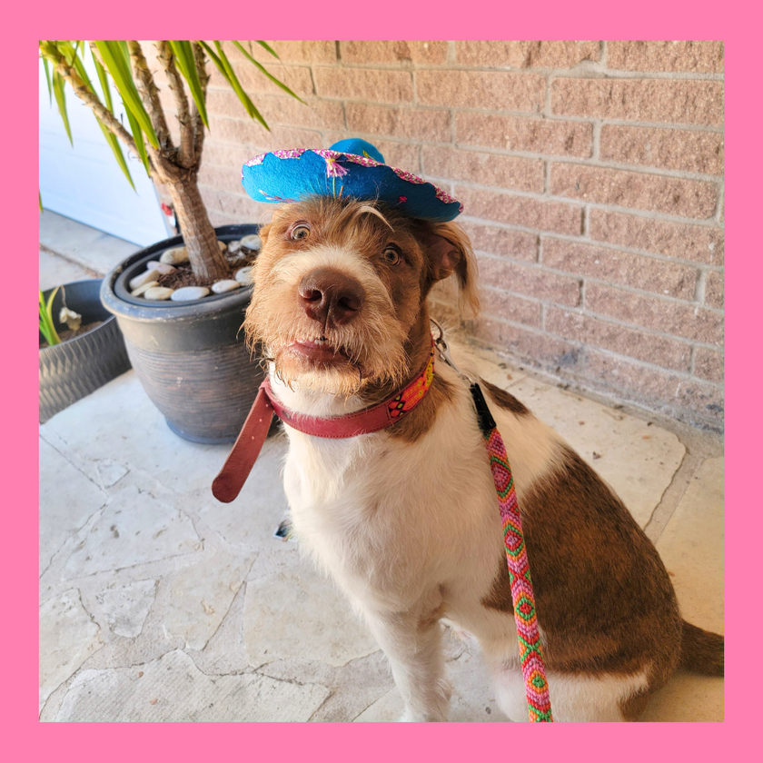 Hat For Cat or Dog Large Mariachi Hat