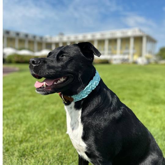 Seaside Dog Collar Teal Large 19