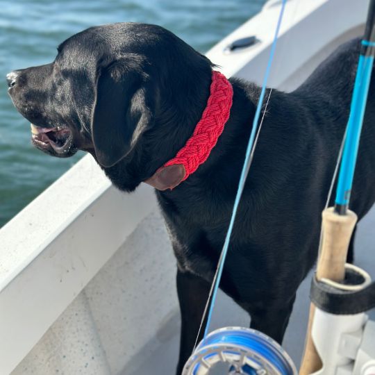 Seaside Dog Collar Red Large 19