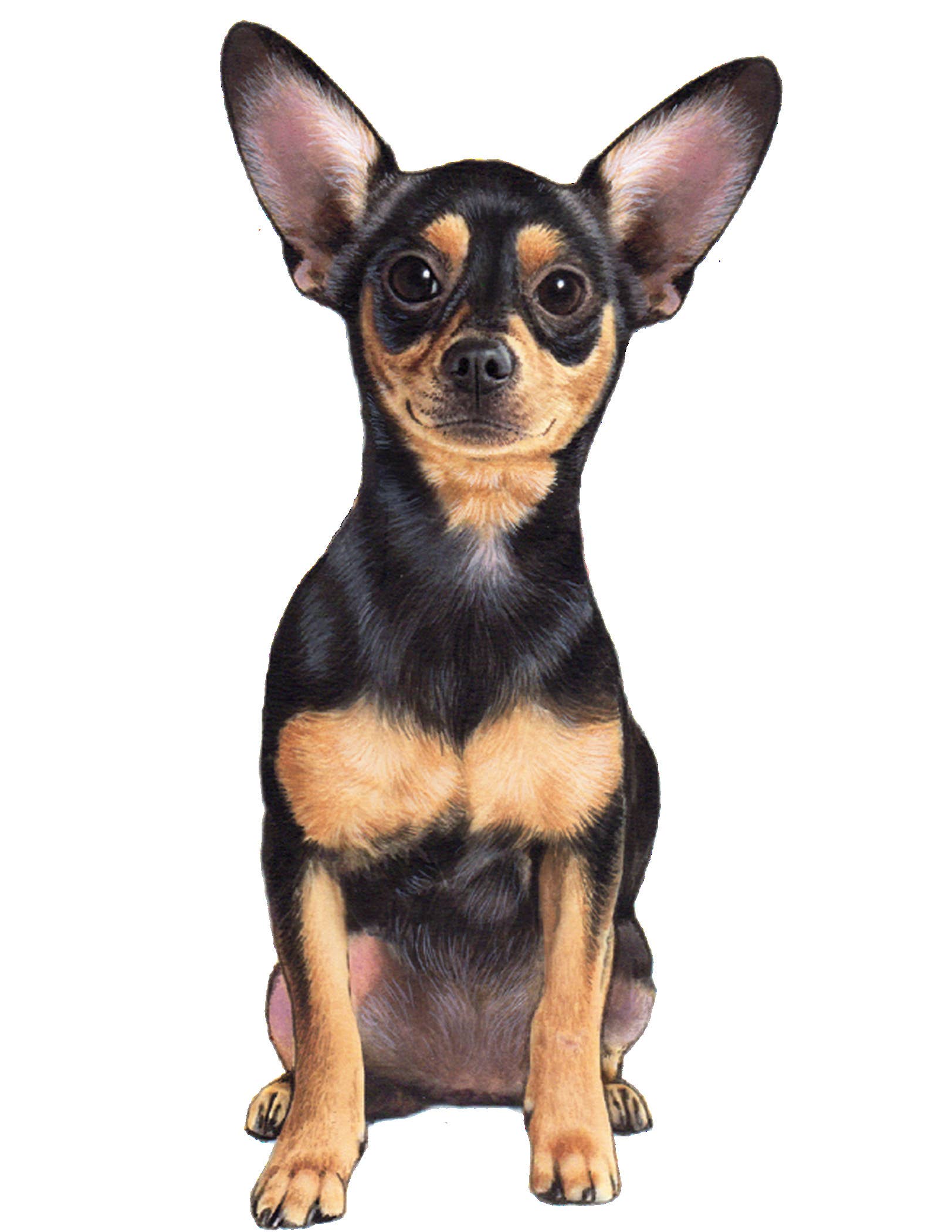 Chihuahua, Black  - Vinyl Sticker