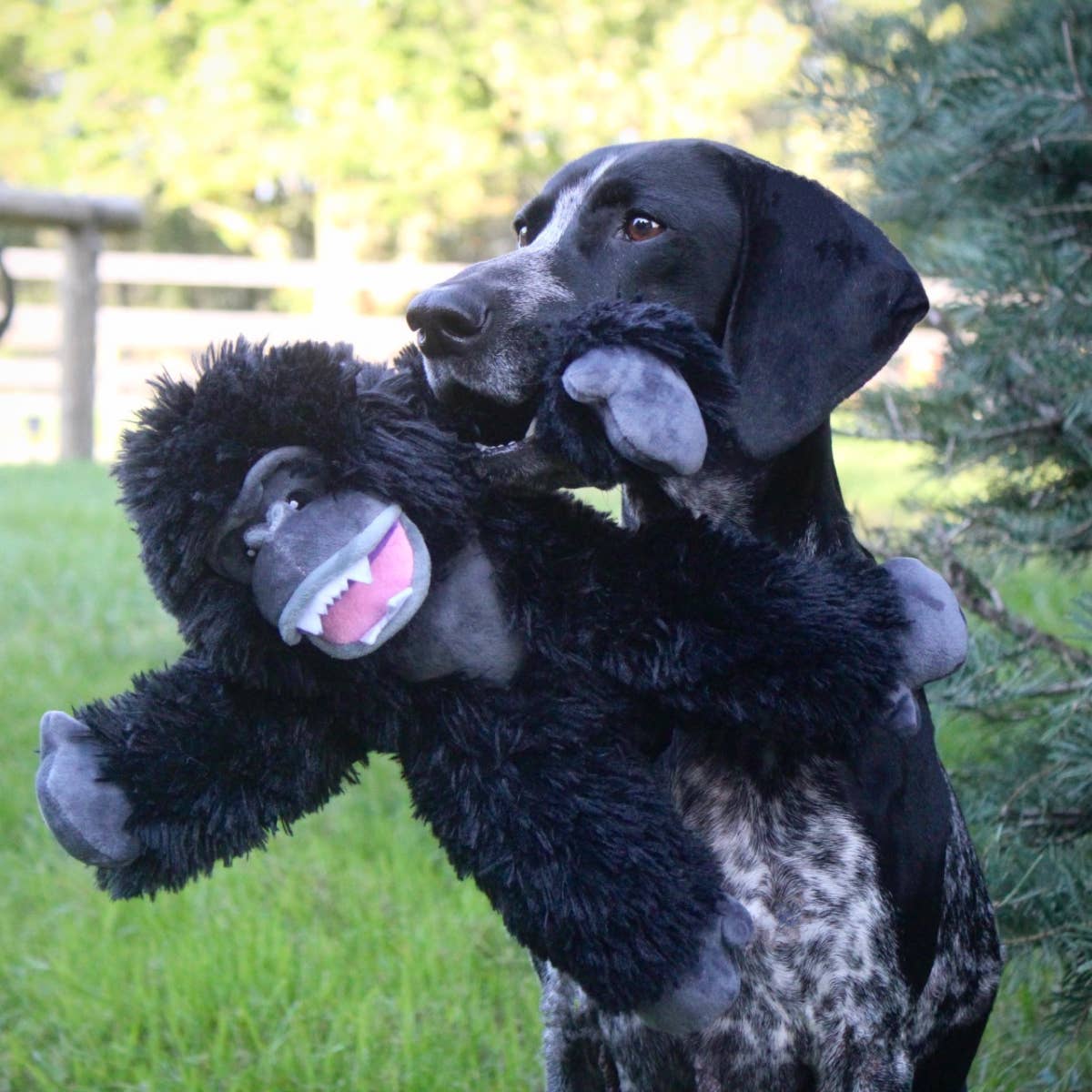 Gorilla Rope Body Dog Toy
