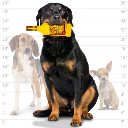 Silly Squeaker Liquor Bottle Jose the Perro, Squeaky Dog Toy