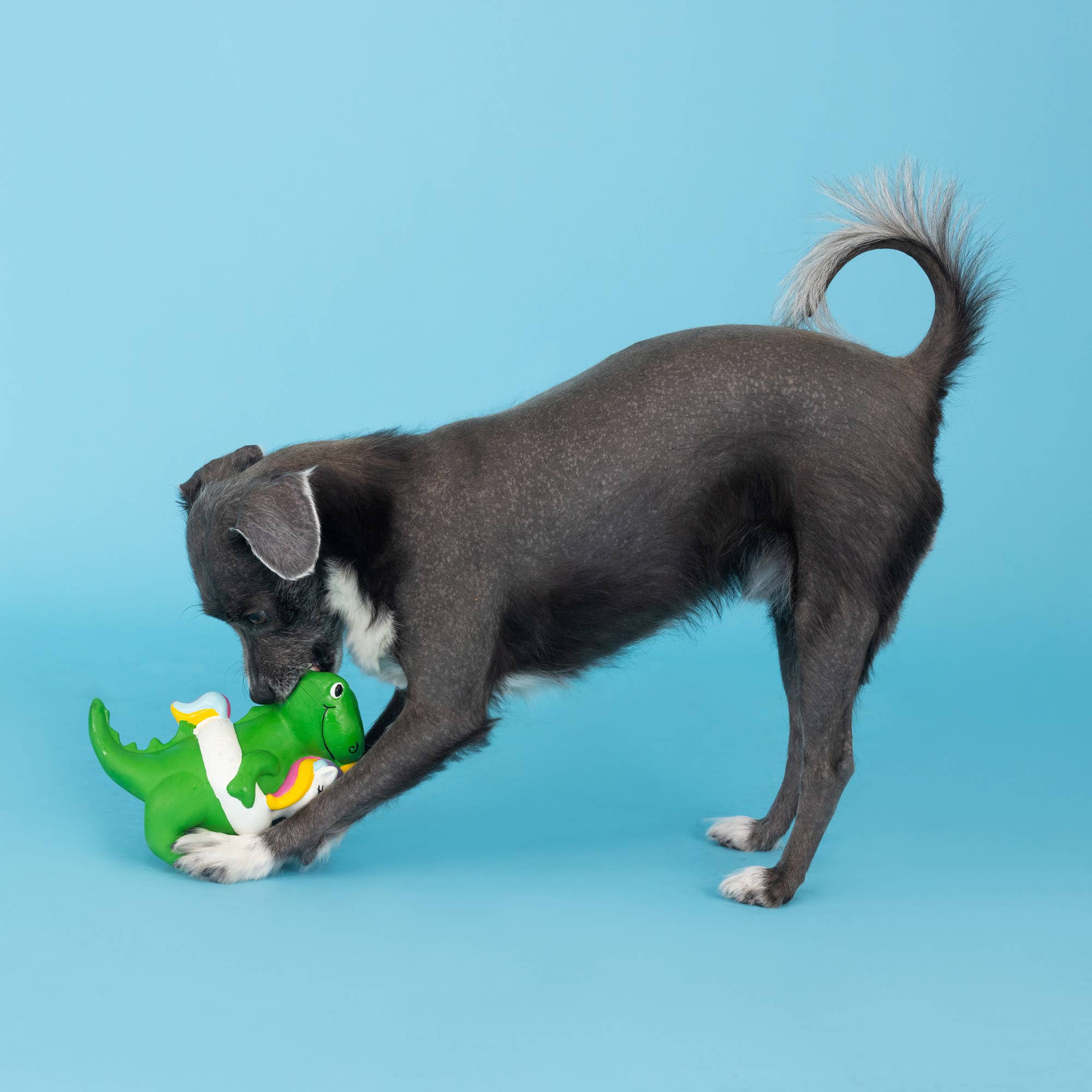 Dog Toy Dinosaur Pool Side Rex Latex Toy