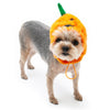 Jack-O-Lantern Dog or Cat Costume Hat