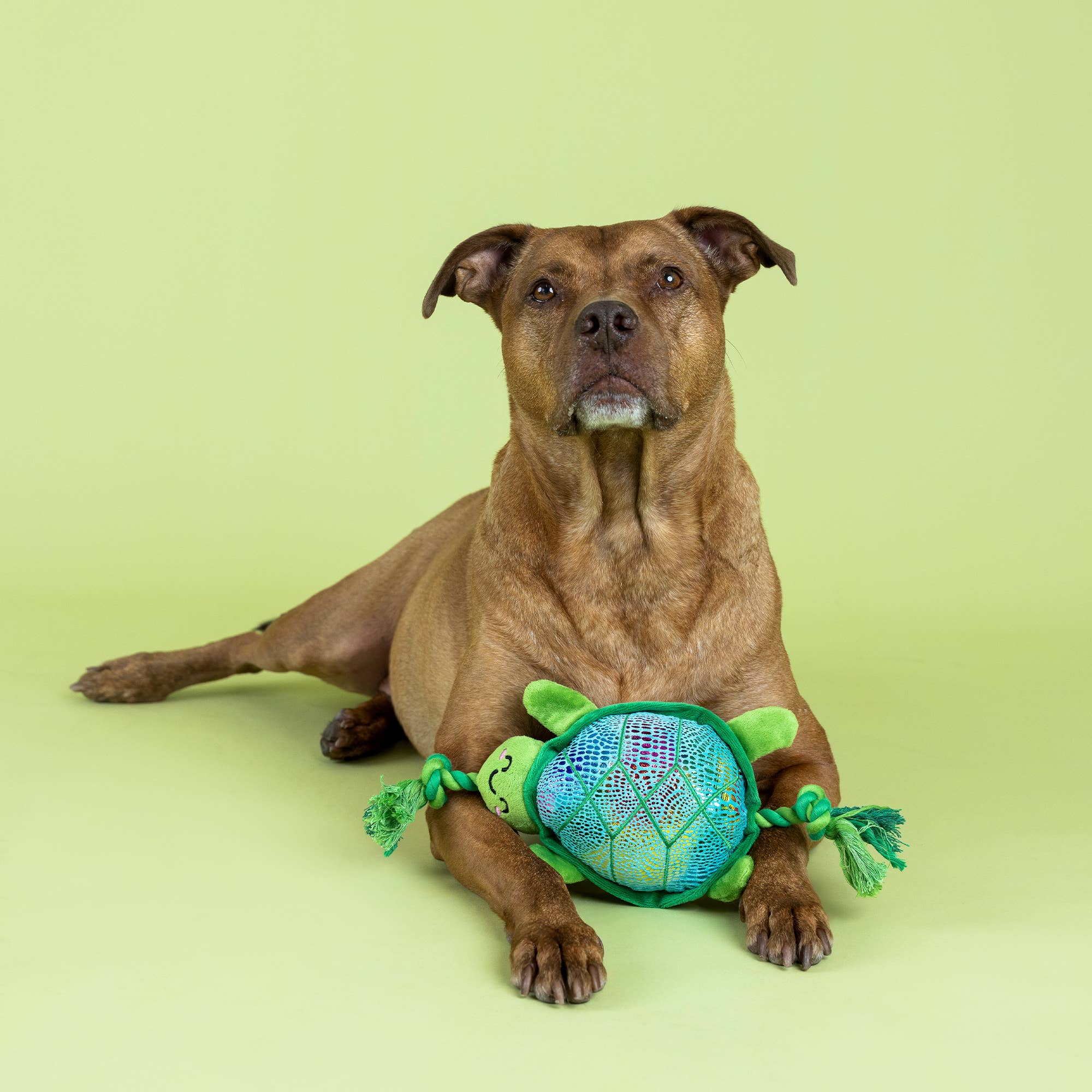 Dog Toy Turtle Shello There Plush Rope Toy