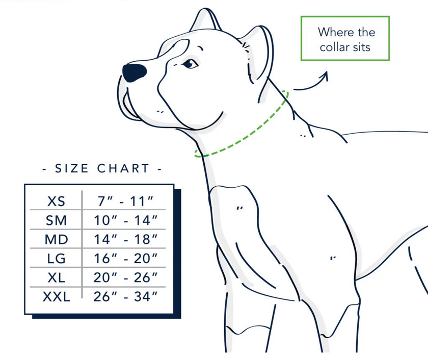 Martingale Nylon Dog Collar