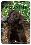 Chocolate Labrador - Outdoor Aluminum Sign