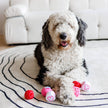 Valentine Plush Ball Dog Toy Single Assorted