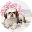 Shih Tzu, Tan & White Car Coaster