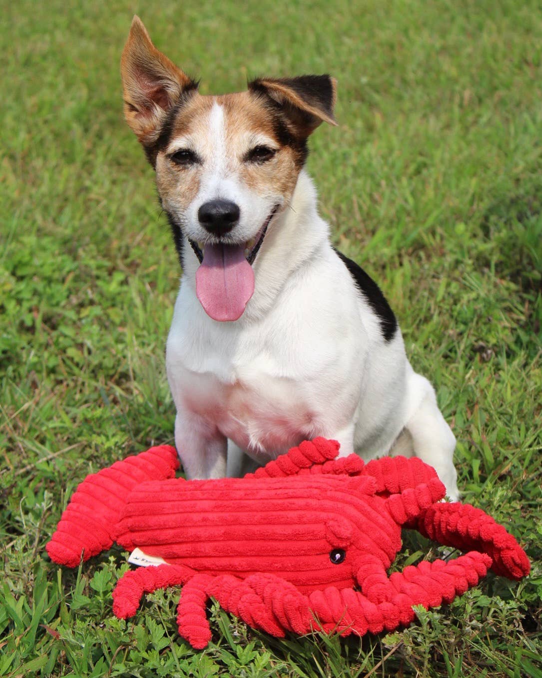 Dog Toy Red Lobster Crunch Plush Toy