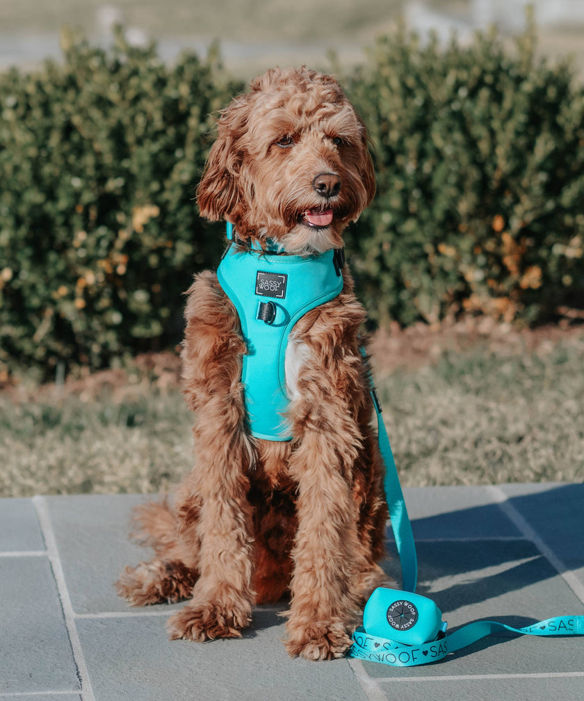 Dog Waste Bag Holder Neon Blue With Clasp