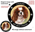 Cavalier King Charles Blenheim My Best Friend Magnet