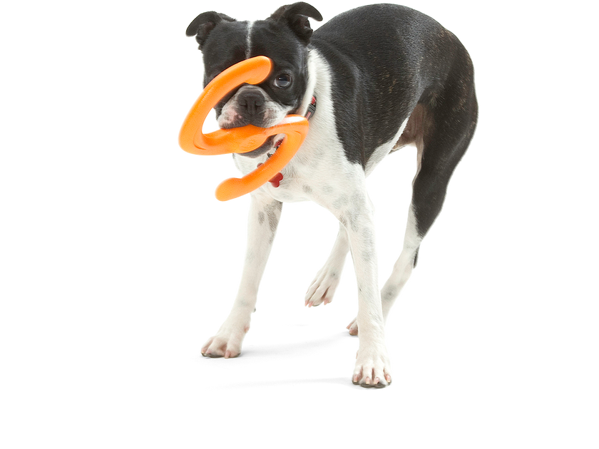 Dog Toy Bumi® for Chew, Tug, and Fetch Toy