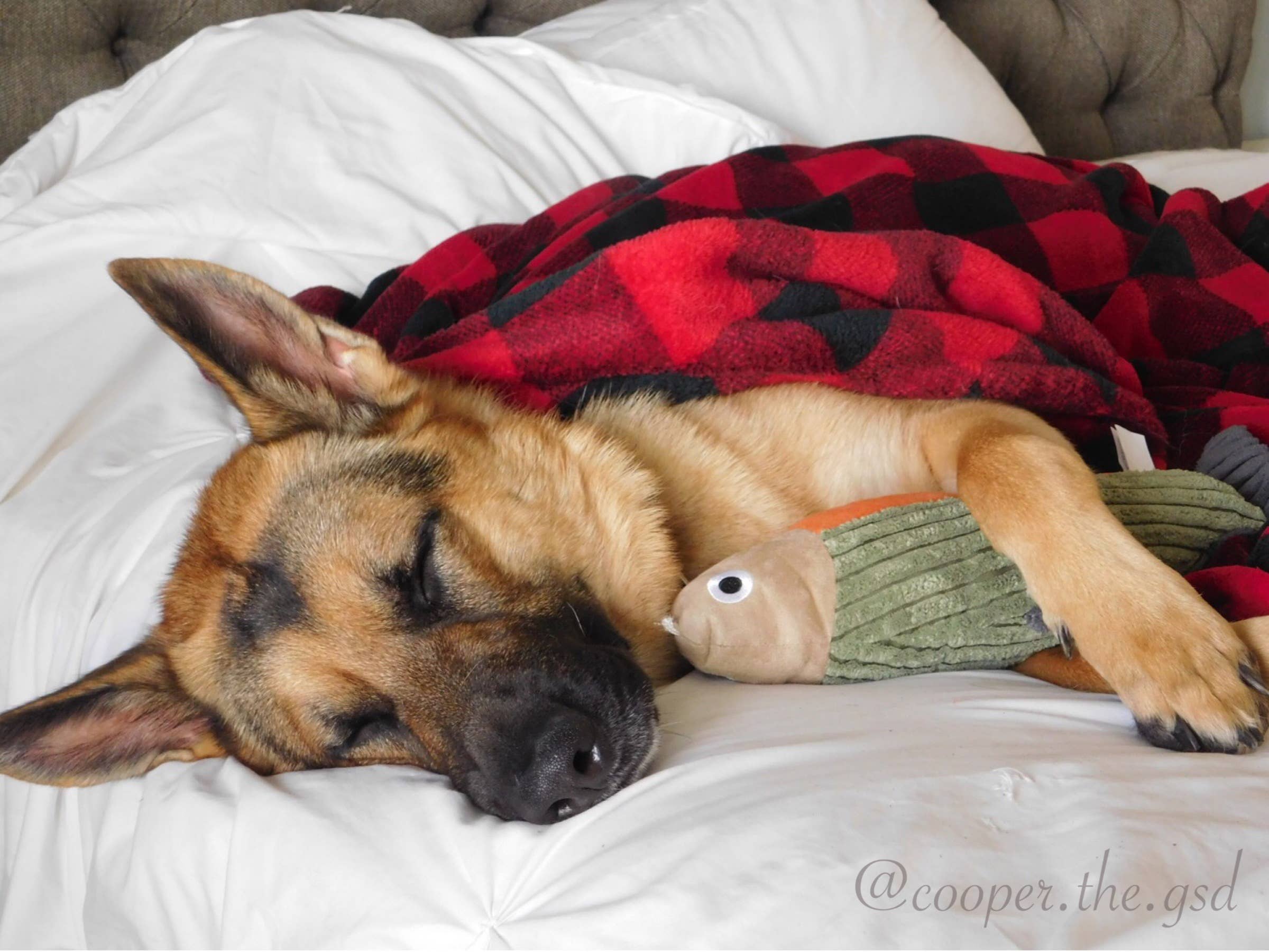 Dog Toy Fish Squeaker Trout Plush Toy
