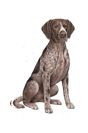 German Shorthaired Pointer  - Vinyl Sticker