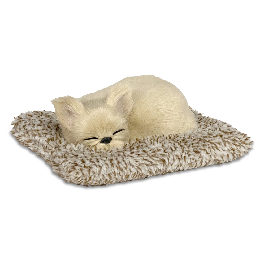Mini French Bulldog Perfect Petzzz