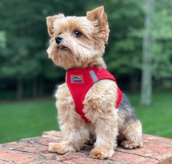 American River Solid Dog Harness - Red