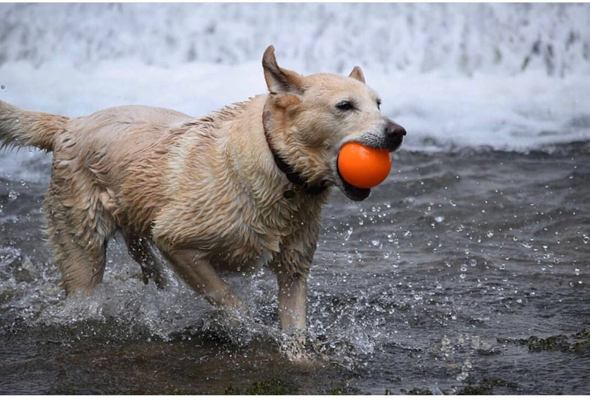 Dog Toy Fetch and Glow Floating Ball