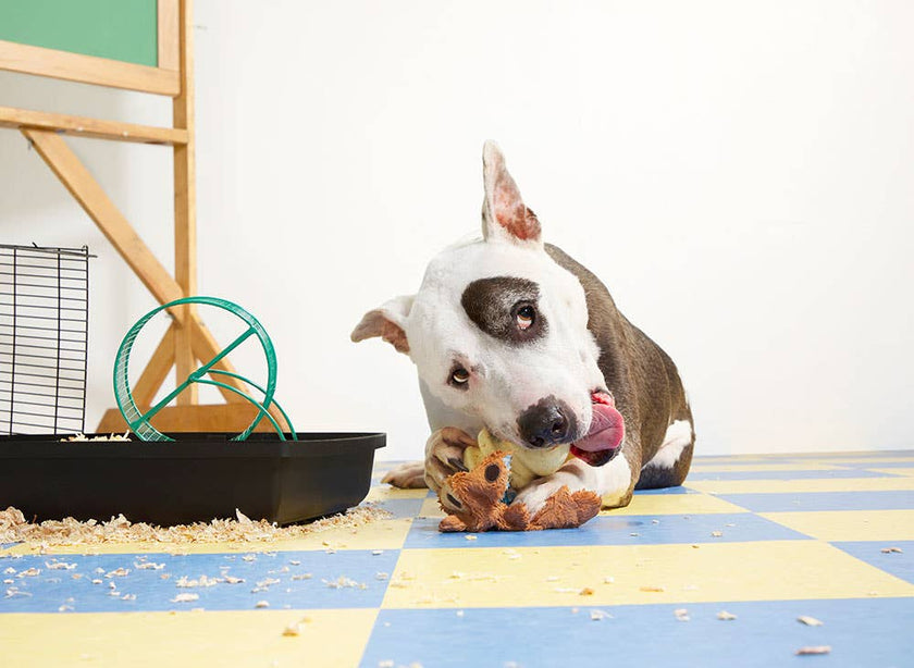 BARK Tinkles The Gerbil Dog Toy