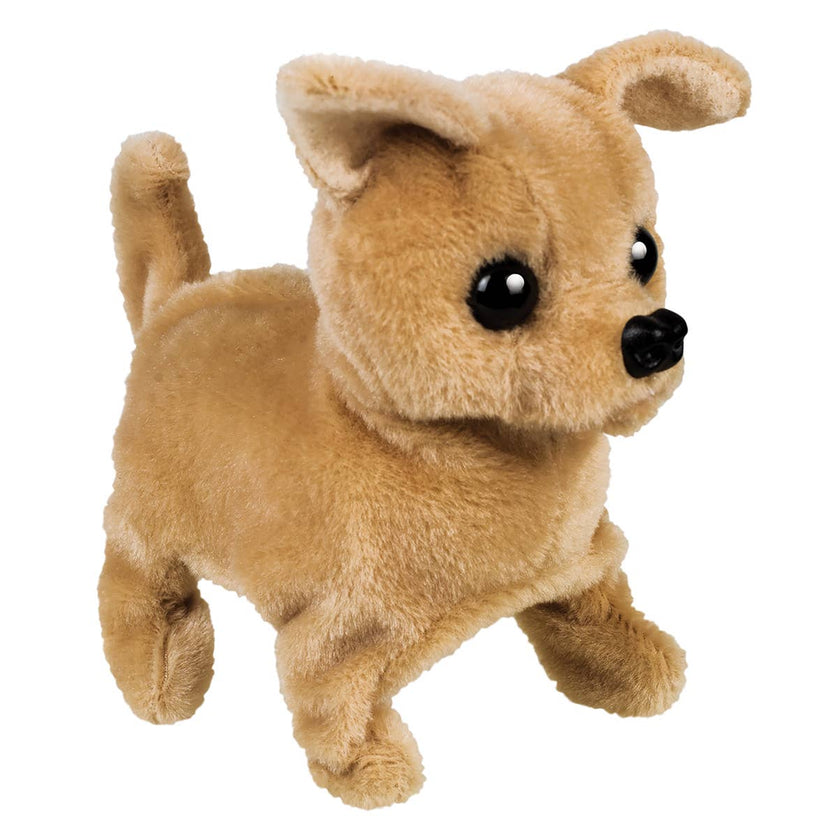 Westminster Chi Chi the Walking Chihuahua Dog