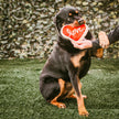 Valentine's Red Heart Love Sugar Cookie