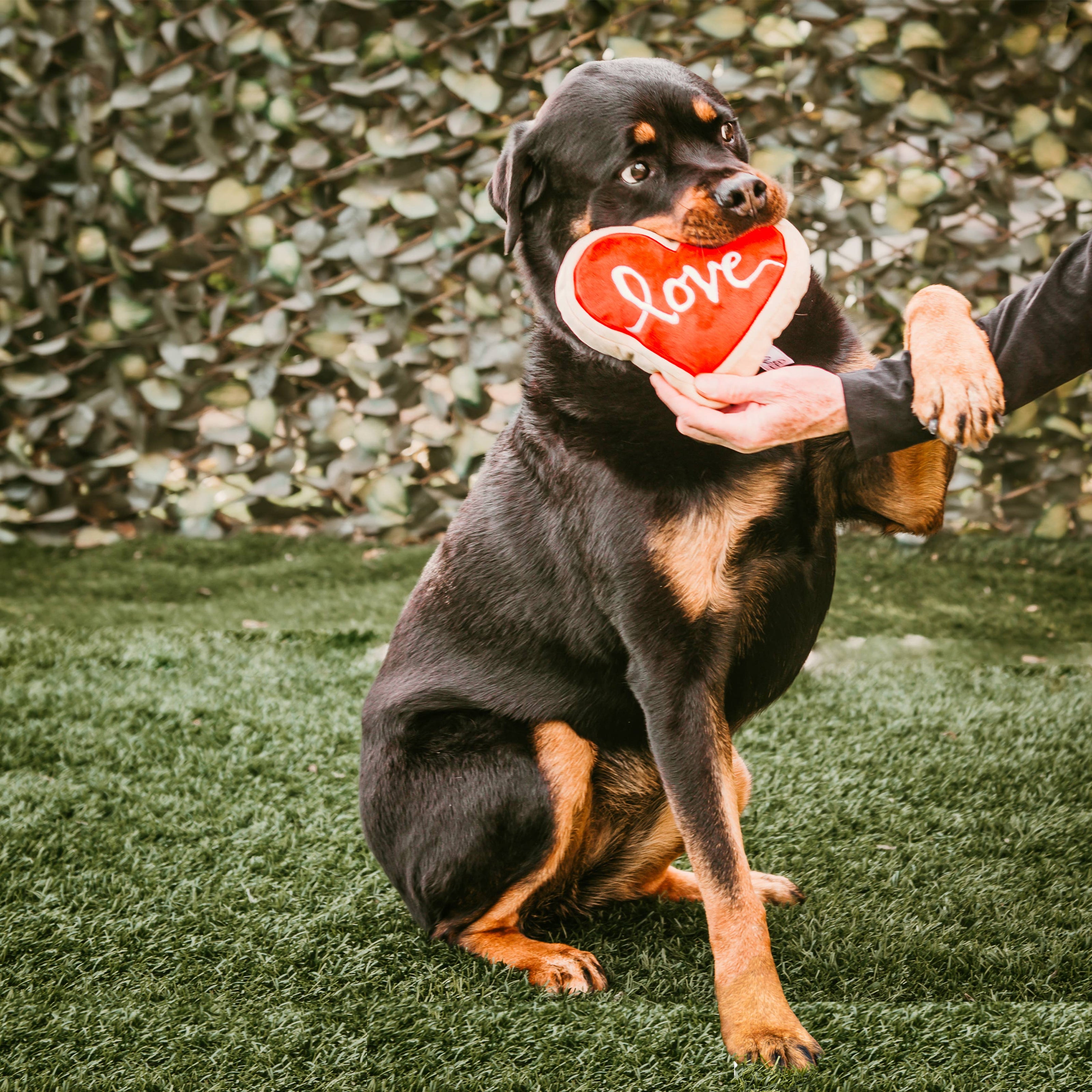 Valentine's Red Heart Love Sugar Cookie