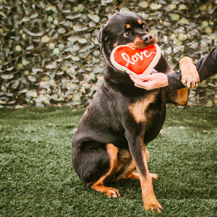 Valentine's Red Heart Love Sugar Cookie