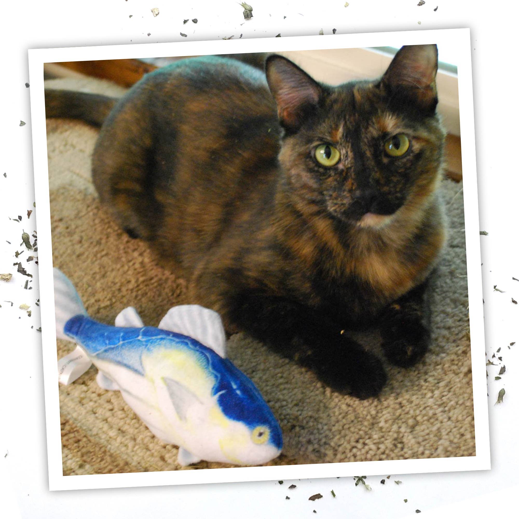 Cat Toy Meowijuana Get Hooked Kahuna Tuna Cat Toy