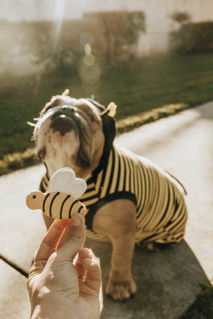 Dog Treat Cookies Honey Bee Bites Gift Bag