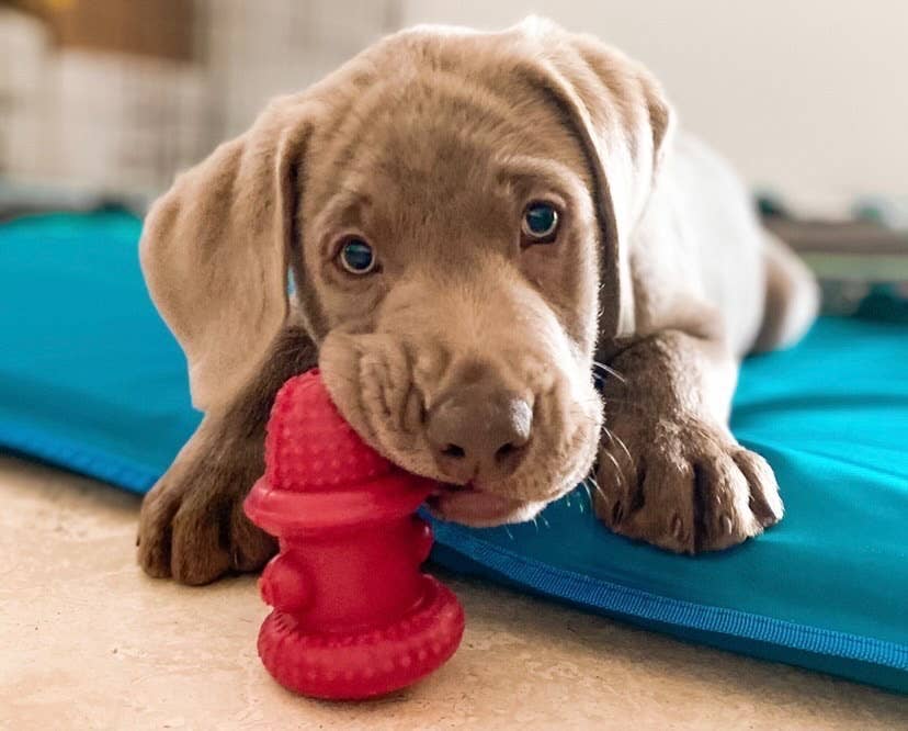 Double Wall Hydrant Treat Hiding Toy- Made in the USA