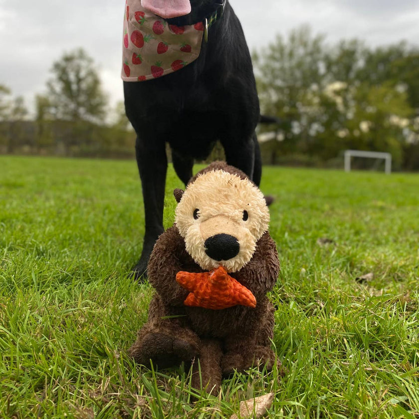Dog Toy Otter Holding Orange Starfish Rope Body Toy
