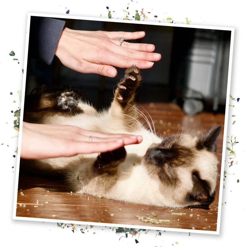 Meowijuana® Cloud 9 Catnip Blend