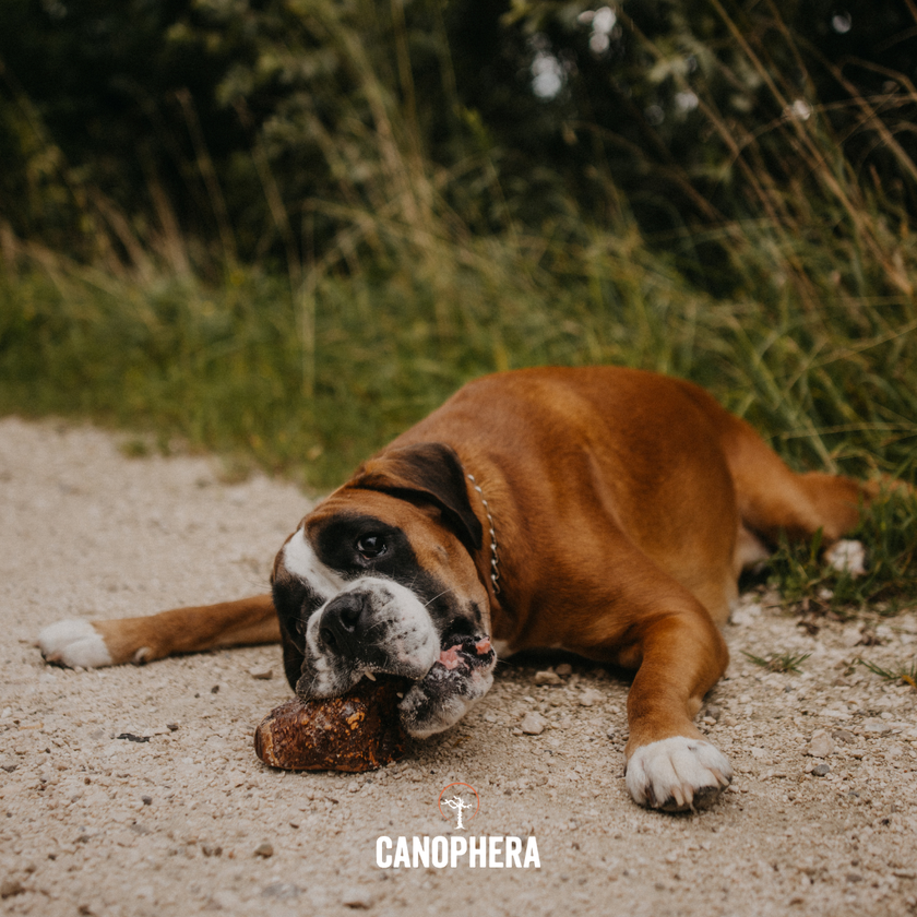 Dog Chew Made of Briar Root.