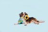 BARK Funflower Seeds Dog Toy