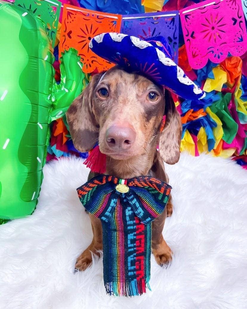 Hat For Cat or Dog Mariachi Hat