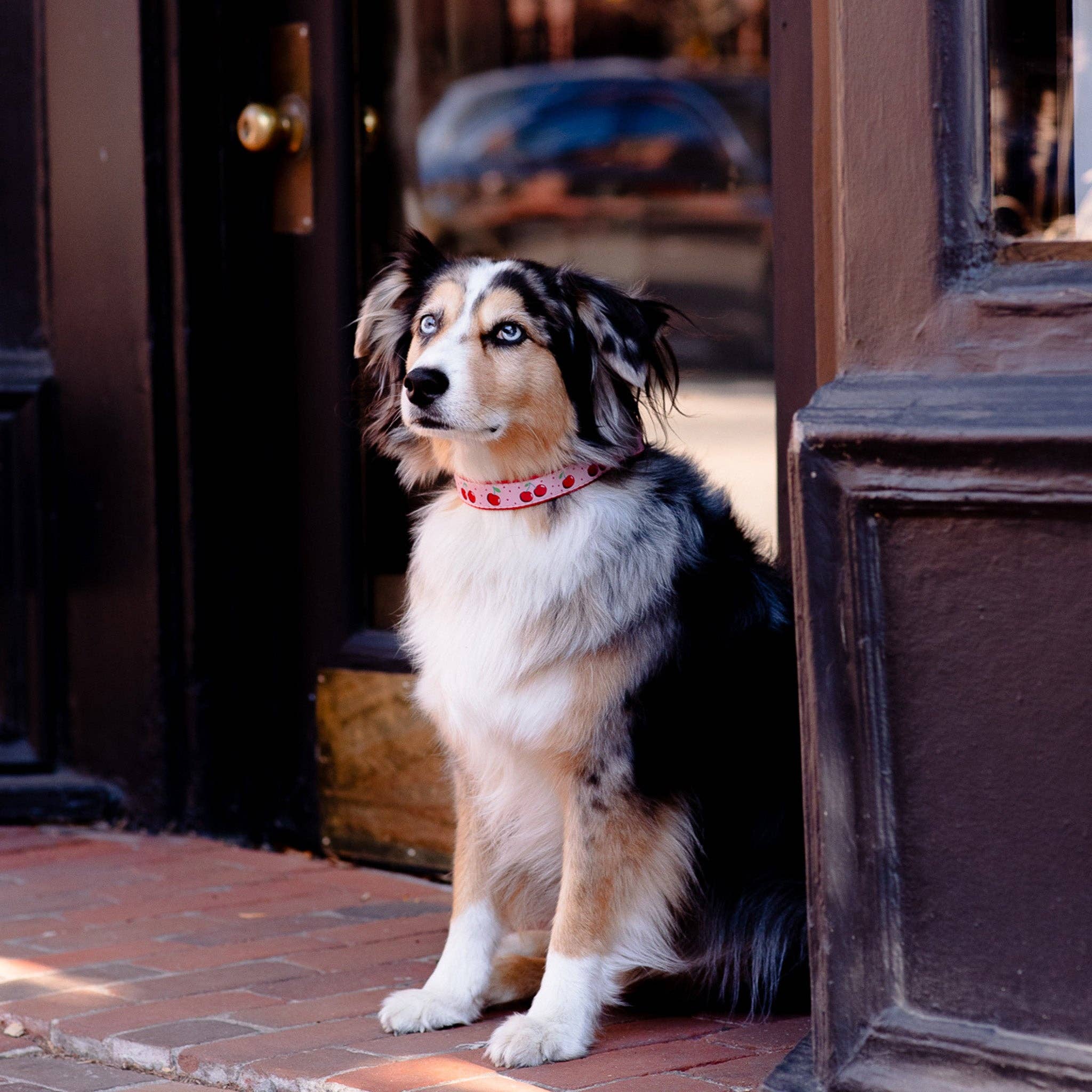 Cherries Dog Collar