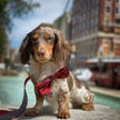 H&K Bow Tie Buffalo Check
