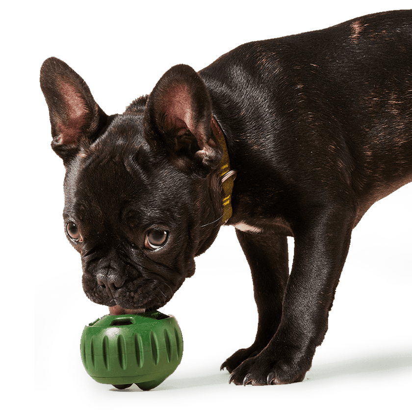 Pupsicle Pops