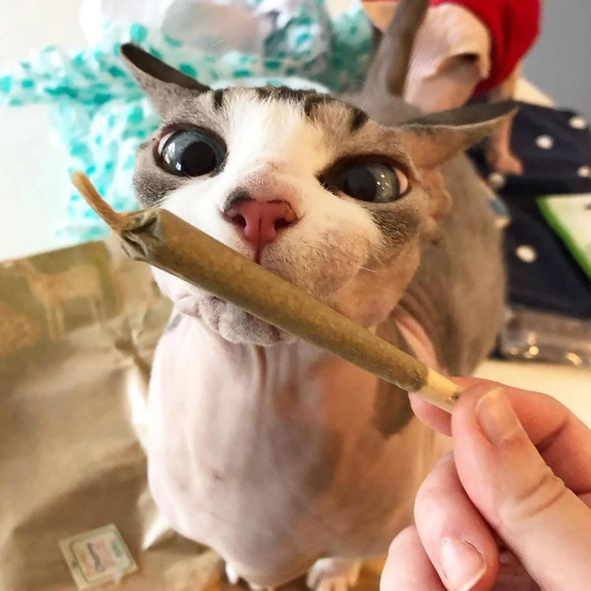 Meowijuana® Catnibas® King Size Rollies