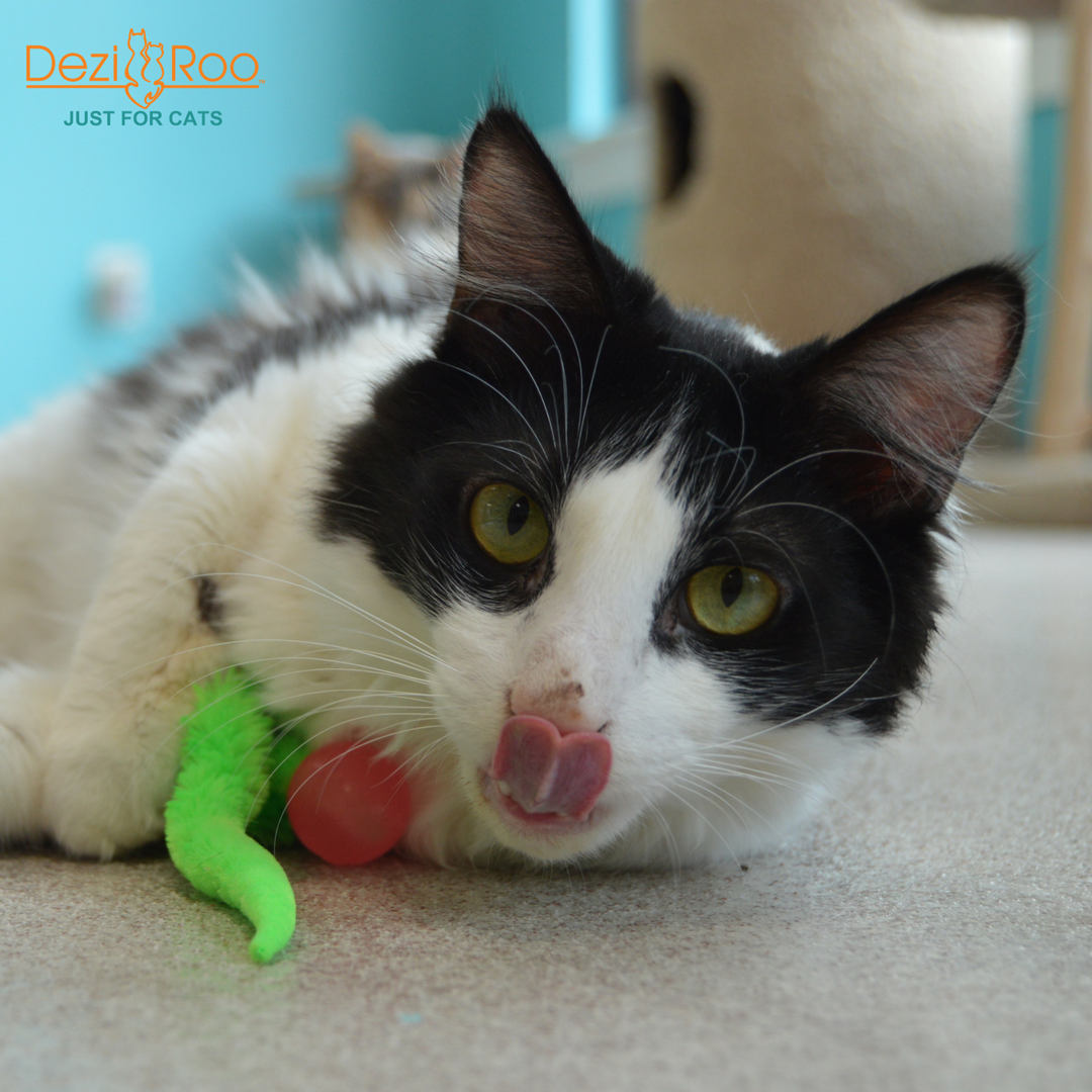 Wiggly Glow Glow in the Dark Cat Toy Bouncy Ball
