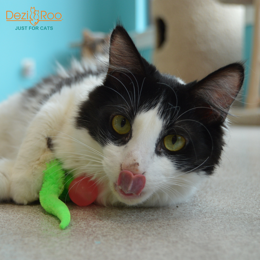 Wiggly Glow Glow in the Dark Cat Toy Bouncy Ball