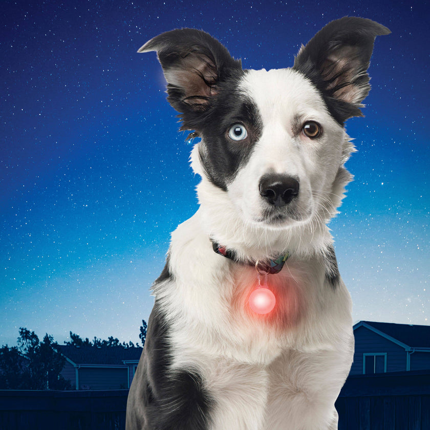 Nite Ize SpotLit Collar Light - Red