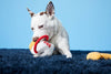 BARK Chew Mein & Furtune Cookie Dog Toy