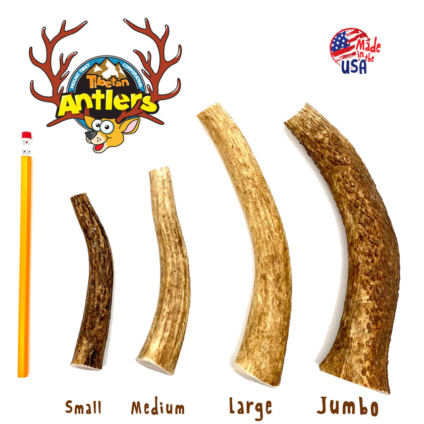 Tibetan Whole Antler-Small