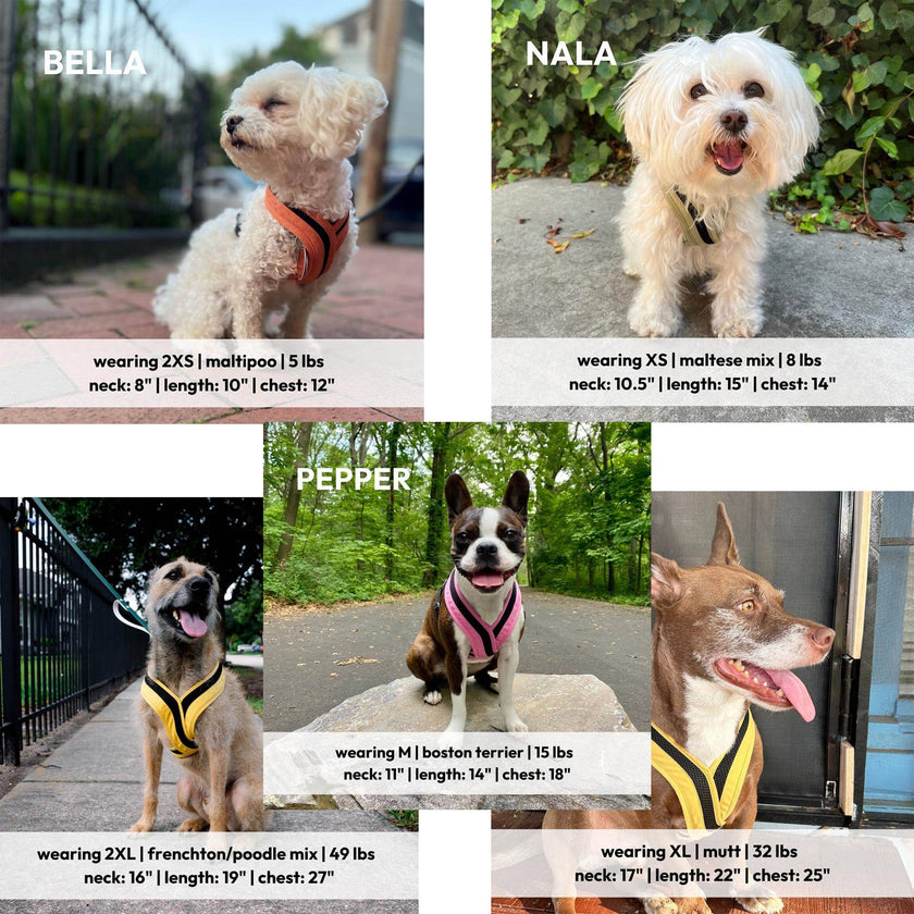 Escape Free Comfort X One Dog Harness