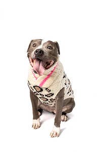Leopard Dog Pet Sweater