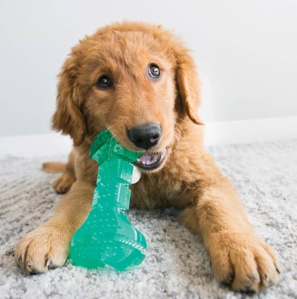 Dog Toy KONG® Squeezz® Dental Stick Dog Chew Toy Medium