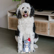 Christmas Squirrel Plush Furry Tail Large Dog Toy